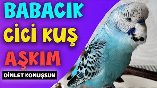 Konuşan Muhabbet Kuşu Boncuk !  Aşkım Cici kuş Babacık | Muhabbet Kuşu Konuşturma