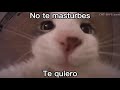 Cat kissing the camera [No the +turbes te quiero] HD