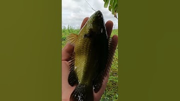 Câu cá rô đồng, dính rô mề p37 #shorts