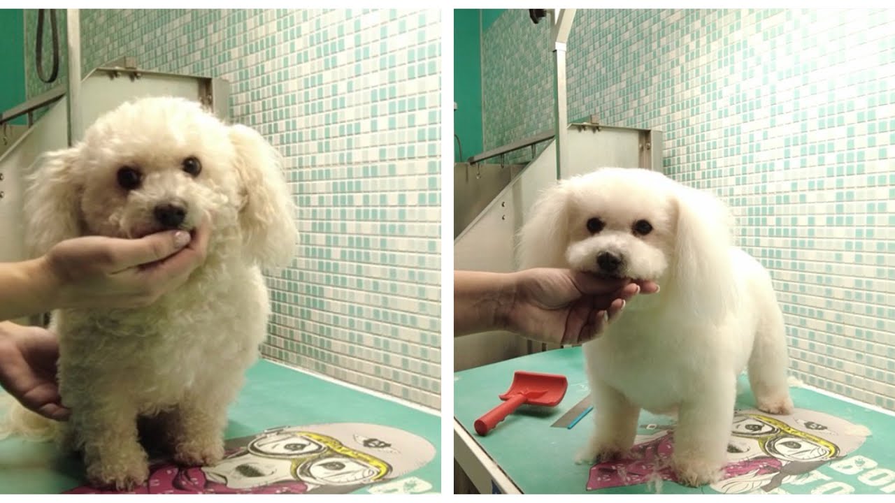 Calm Bolognese Grooming | ASMR Transformation