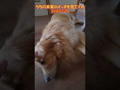 【よいっち】うちの実家のイッヌを見てくれ02【ティノ】 #ゴールデンレトリバー 　#犬　#イッヌ