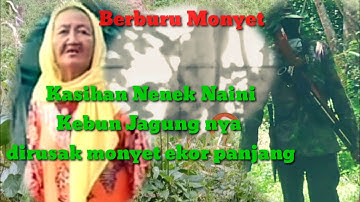 Berburu Monyet !!!... Kasihan Nenek Naini Kebun Jagung nya Di Rusak Monyet Ekor Panjang