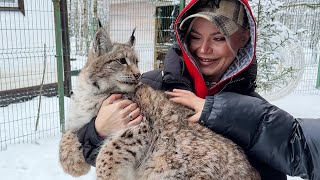 A RESTLESS LITTLE LYNX HUNTS GUESTS / A pig hides from the cold.