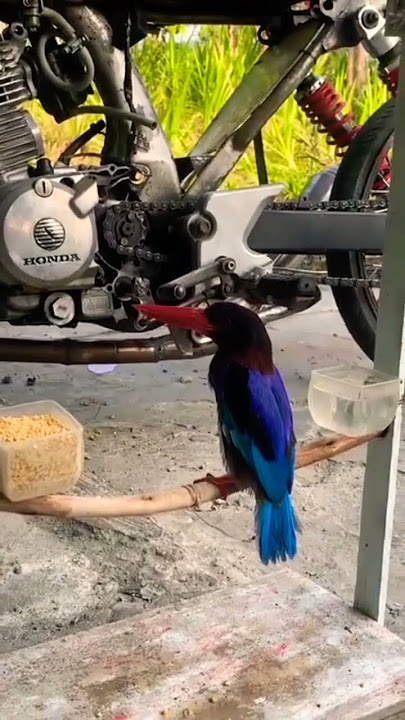 burung Tengkek udang, tengkek urang jinak