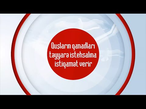 Video: Quş Və Təyyarələr