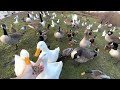 Helping ducks and geese survive winter cute rare ducks