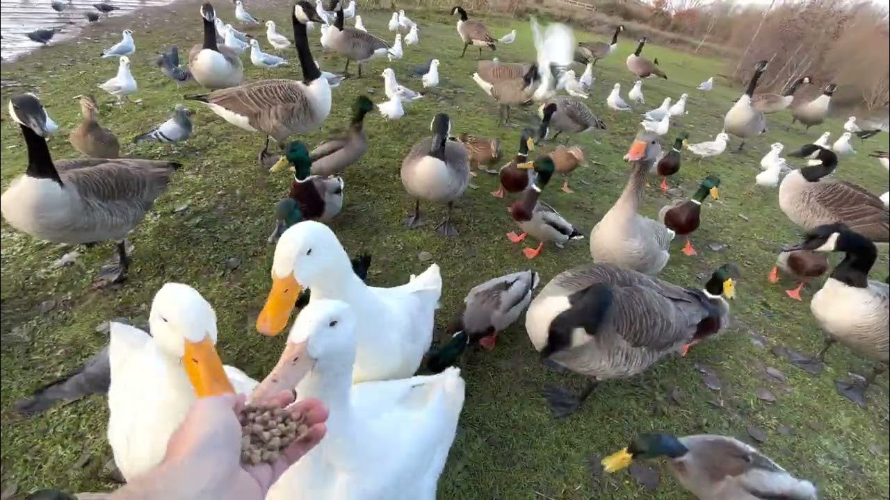 Helping Ducks And Geese Survive Winter (CUTE RARE DUCKS!) YouTube