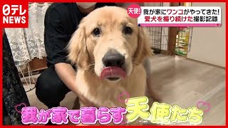 【天使】愛犬を撮り続けた撮影記録…我が家に“ワンコ”ががやってきた！（2021年7月20日「news every.」特集より）