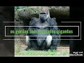 Aprenda tudo sobre o primata mais forte do mundo o gorila