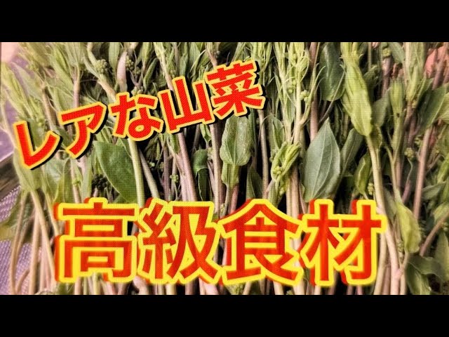 Wild asparagus!! We harvested lots of Japanese snowbells ∑(*ºㅿº