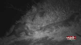 River otters spotted in Sertoma Park