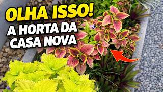 Horta simples, linda e cheia de vida! Veja o resultado 🌱