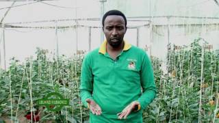 UBUHINZI N'UBWOROZI GREEN HOUSE FARMING PART 1