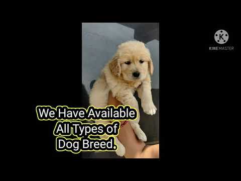Petland Lending Controversies: Key Lawsuits, Cease-and-Desists, and Inquiries