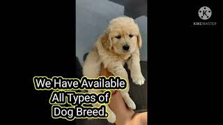 Now You Can Get a Pet On Credit Card
