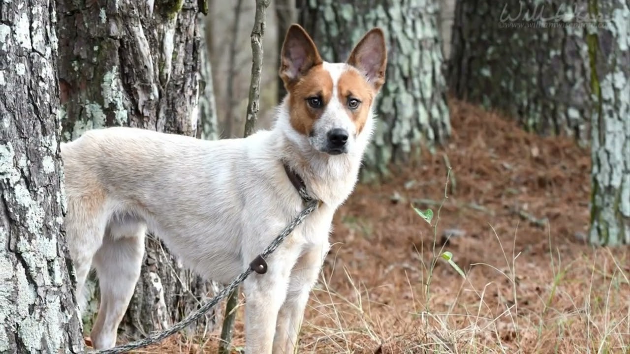 Heeler "Rusty" dog for adoption at Walton Co Animal Control