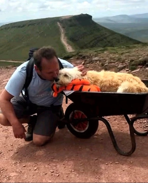 A dog owner in Wales gave... - YouTube