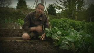 Growing Veg: Core Principles by seedtoplate 25,190 views 14 years ago 5 minutes, 24 seconds