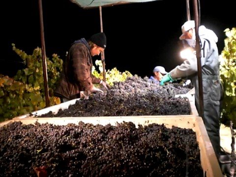 Edna Valley 2008 Pinot Noir Harvest