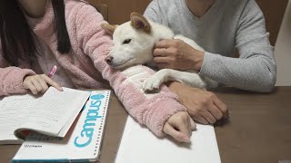 お姉ちゃんの勉強中に柴犬が頑張ってと訴えて甘える姿が最高に可愛い！