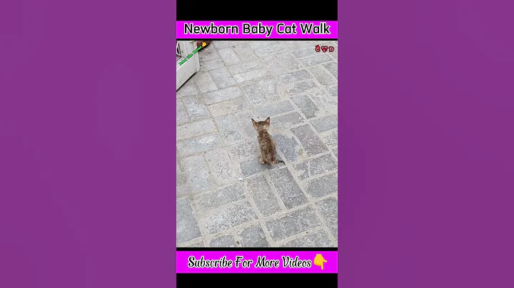Video 2086231: catlover funnycatvideos kitten, funnycatvideos cats catlover, funnycatvideos baby cat, cat newborn baby, cat baby walking, funny cat
