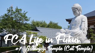 Fca Life In Fukui Gotanjoji Temple Cat Temple