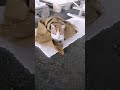 freezing cold my palonglong (#cat) #shorts