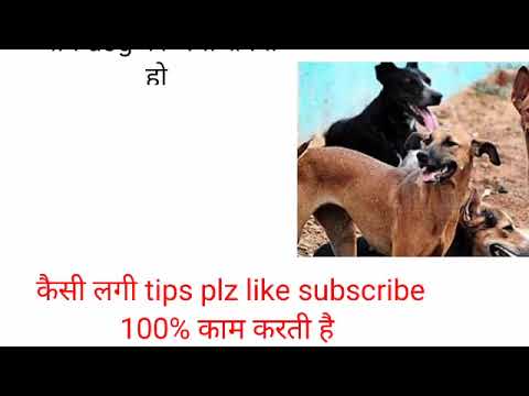 Dog को भगाने का अचूक तरीका