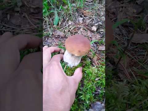 Белые грибы в Нижегородской области!