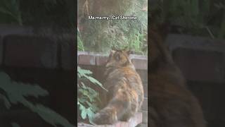 Download Lagu Cat Sherona  #cats #kittens #calicos #catshorts #animallovers #catlovers #kitten #petlovers #meow MP3