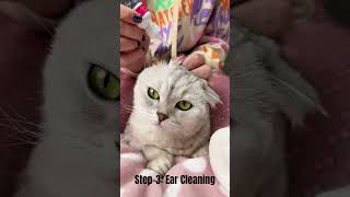 How to Groom Your Cat Like a Pro | Simple StepByStep Tutorial