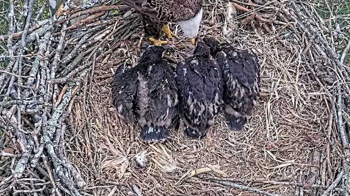 e#344 | Review mother birds brings food to feed her babies | bird nest with nature life #baldeagle