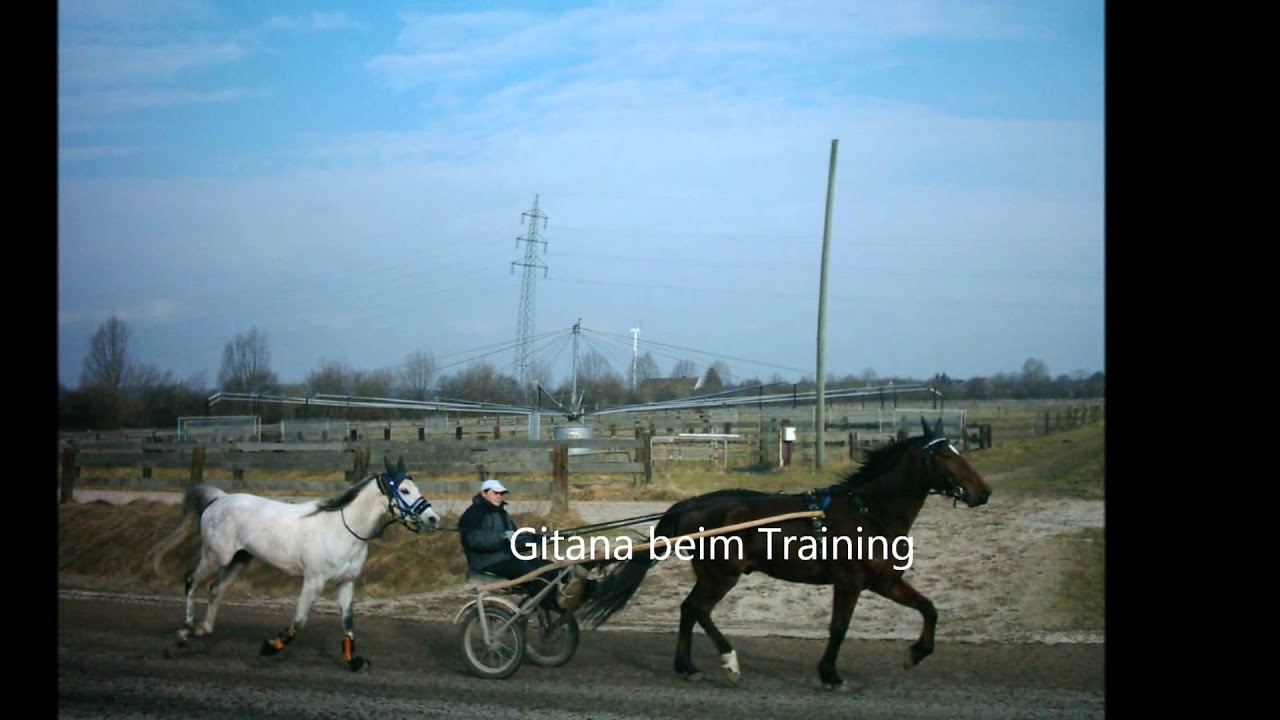 Distanzpferd Gitana 220