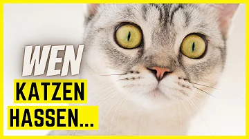 Was können Katzen nicht leiden?