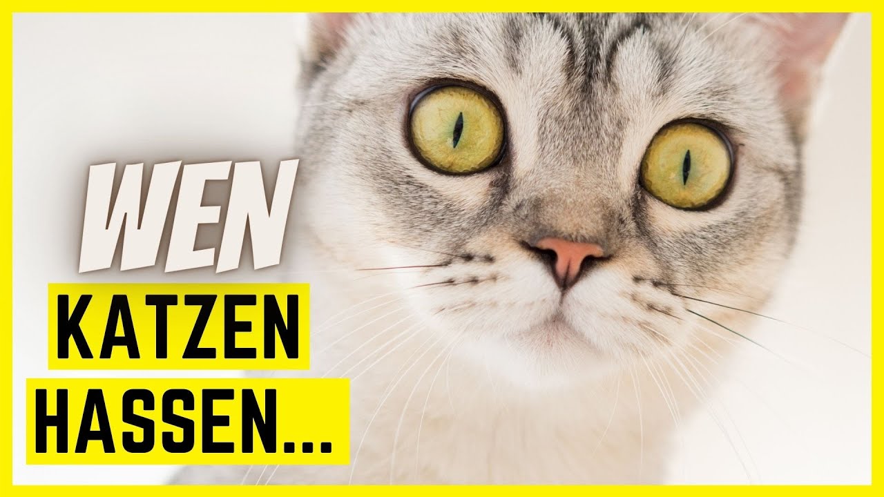 Katzen vertreiben: So wirst Du Streuner tierfreundlich los