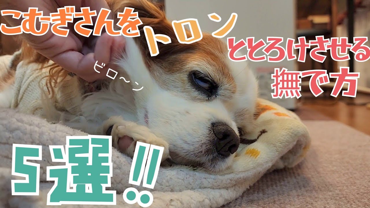 こむぎさんをトロンと とろけさせる撫で方５選!!