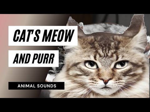 The Animal Sounds Cat  Meow  and Purr  Sound Effect 