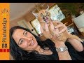 Karakal - Raubkatzen - Baby   CATI