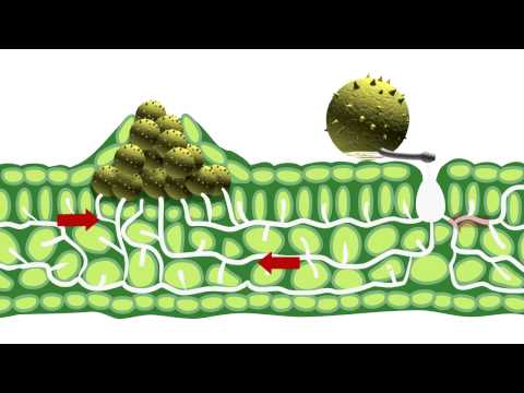 וִידֵאוֹ: על קוטל ביולוגי-פטריות בקרקע - כיצד פועלים קוטלי פטריות ביולוגיים עבור צמחים