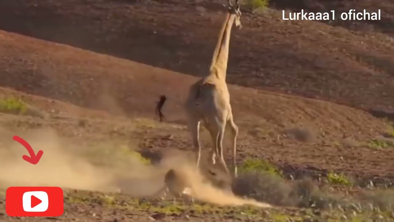 zarafa vs tiger fight