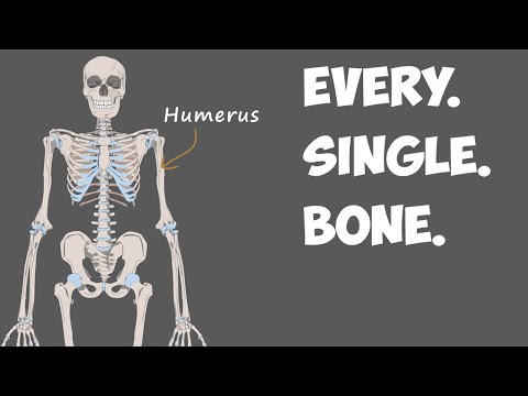 Video: Gdje se nalaze kosti u obliku polumjeseca u ljudskom tijelu?