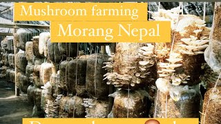 Organic village life |Mushroom harvesting ?‍??‍?
