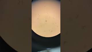 C ELEGANS N2