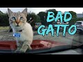 BAD DRIVERS OF ITALY dashcam compilation 12.15 - BAD GATTO