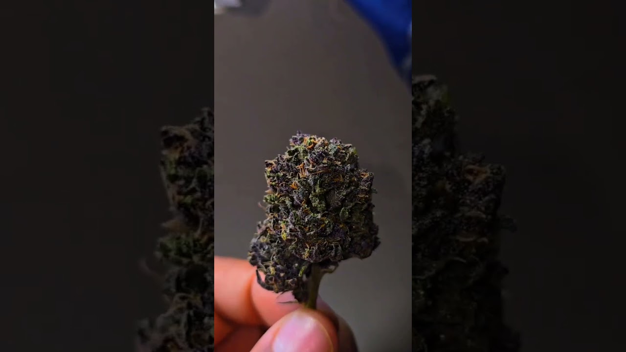 Purple Haze Auto | Fast Buds  island teprs