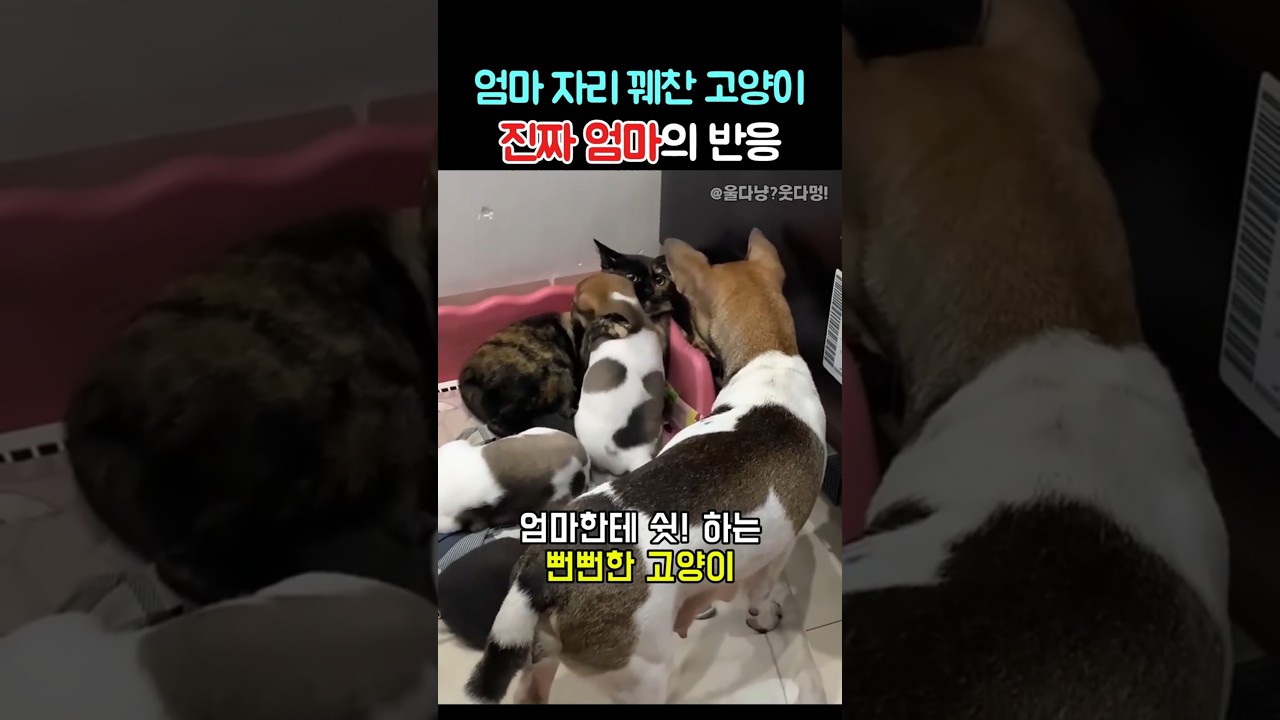 엄마자리르 뺏긴 강아지의 반응