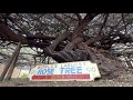 Tombstone’s world-famous rose tree still thrives after more than 140 years