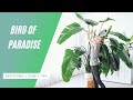 Bird Of Paradise Care Repotting Watering Tips