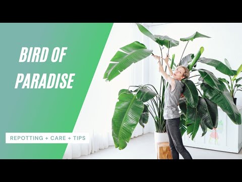 Bird Of Paradise Care | Repotting + Watering + Tips 🌱