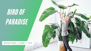 Bird Of Paradise Care | Repotting + Watering + Tips 🌱